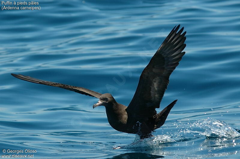 Puffin à pieds pâles