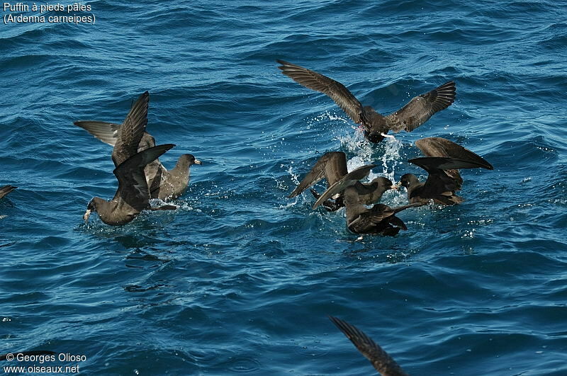 Flesh-footed Shearwater