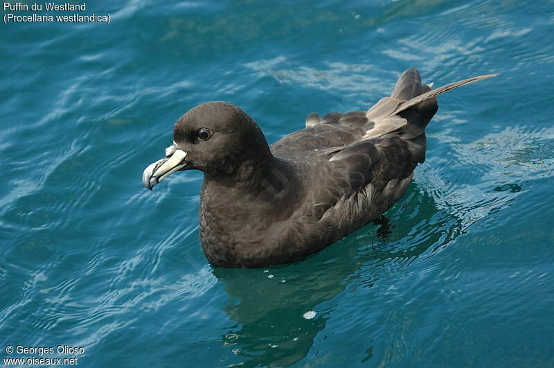 Westland Petrel