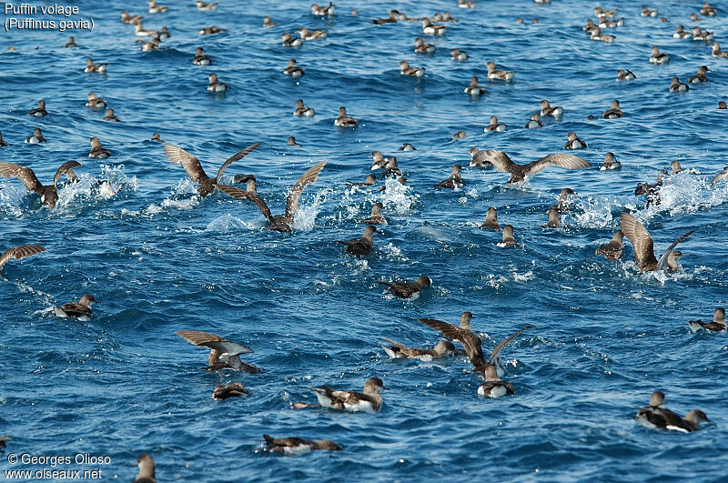 Fluttering Shearwater