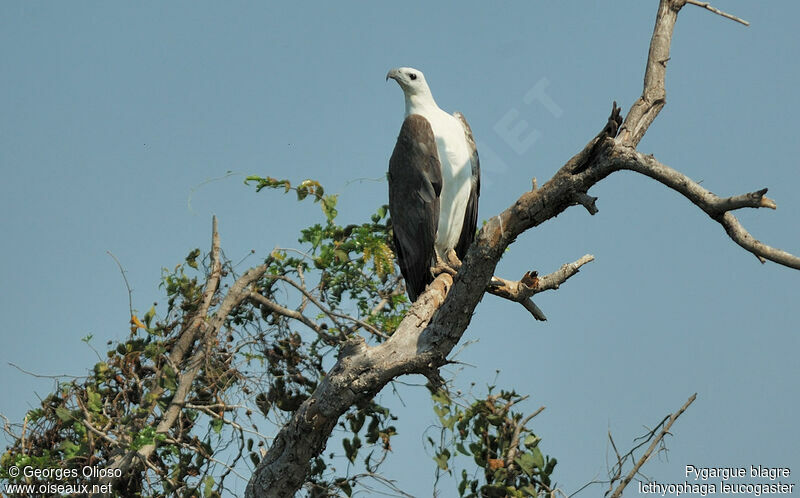 White-bellied Sea Eagleadult breeding