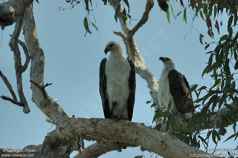 White-bellied Sea Eagle adult breeding