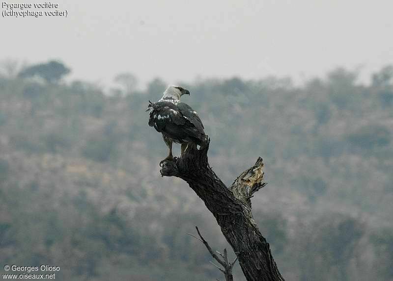 African Fish Eagle