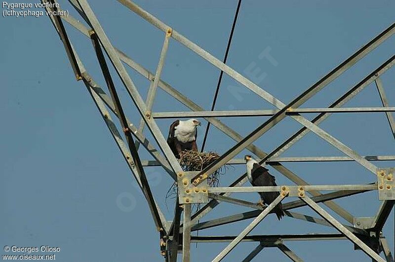 African Fish Eagle