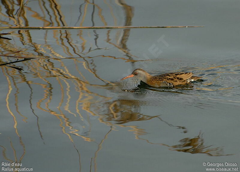 Water Rail, identification, Behaviour