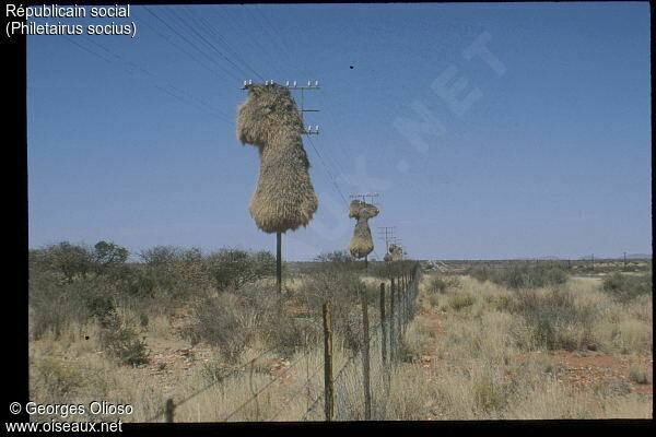 Sociable Weaver