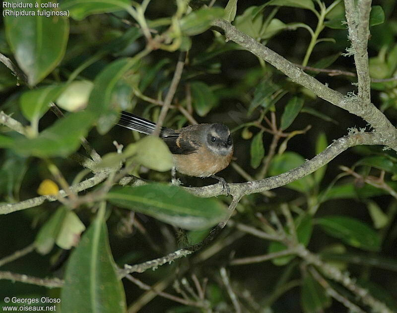 New Zealand Fantail