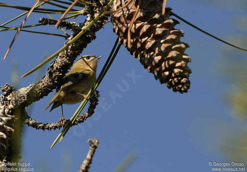 Goldcrest