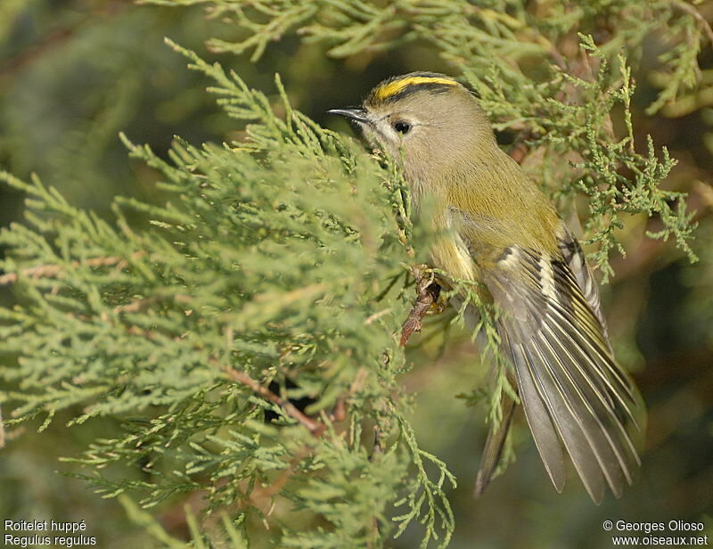 Goldcrest female, identification, Behaviour