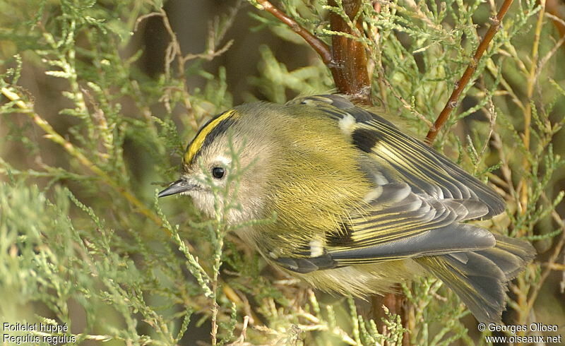 Roitelet huppé femelle, identification