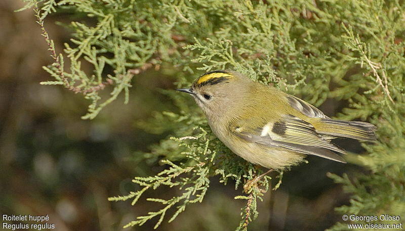 Roitelet huppé femelle, identification