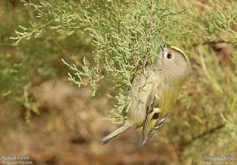 Roitelet huppé femelle, identification, Comportement