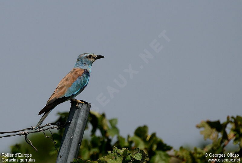 European Rolleradult breeding, identification