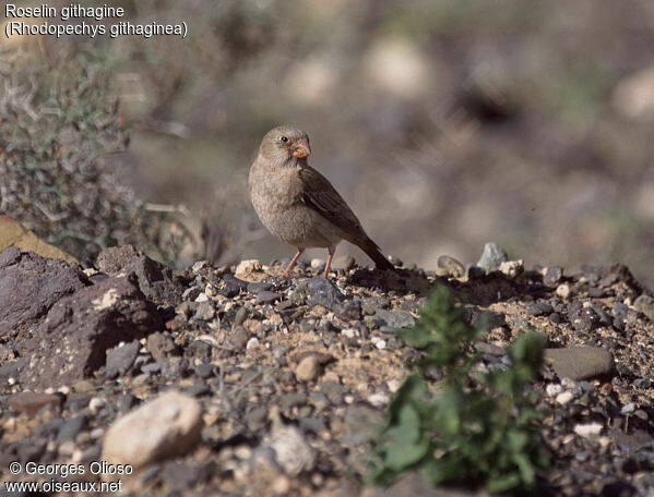 Trumpeter Finch