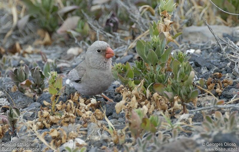 Trumpeter Finch male adult breeding, identification, feeding habits