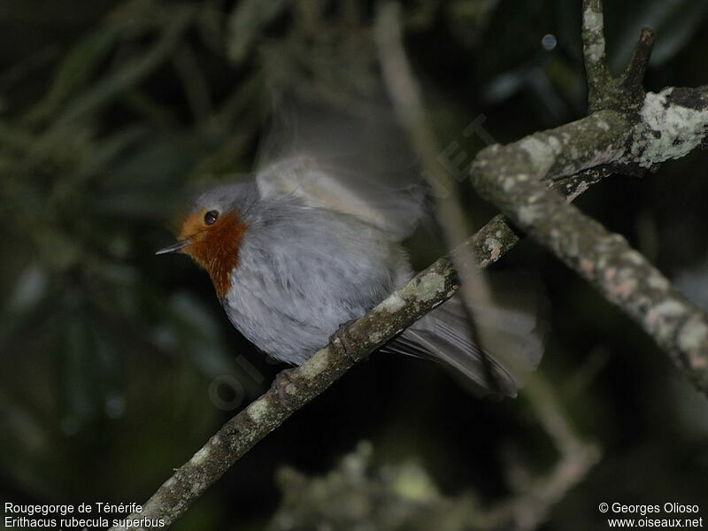 European Robin (superbus) male adult breeding, identification, Behaviour