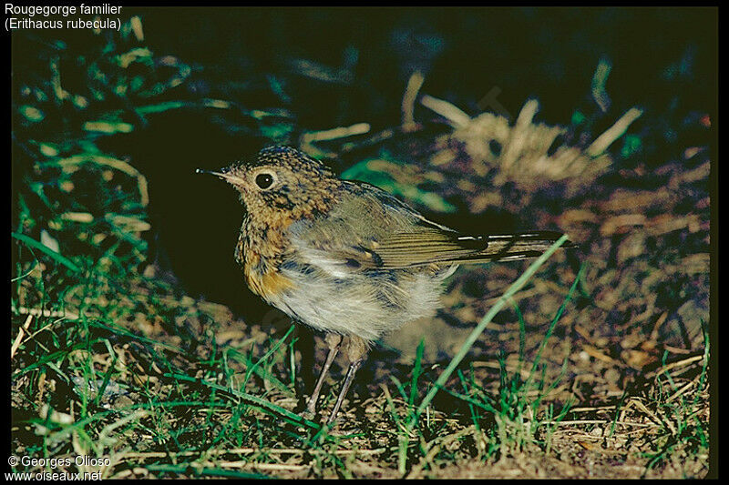 European Robin