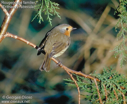 European Robin