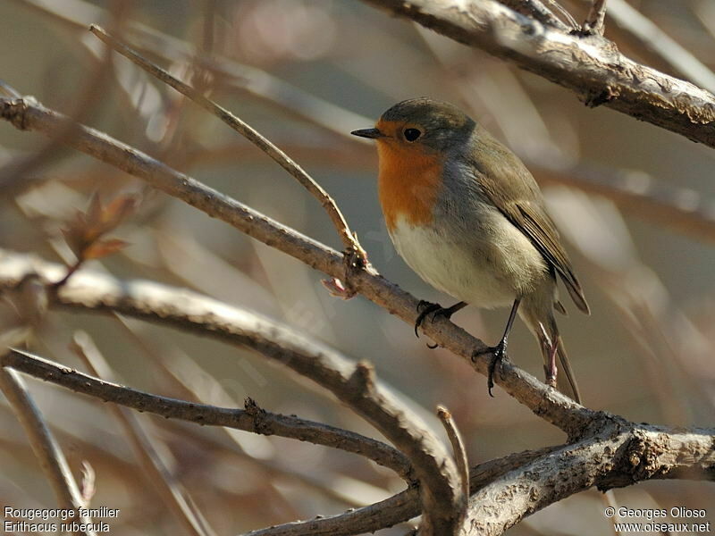 European RobinSecond year