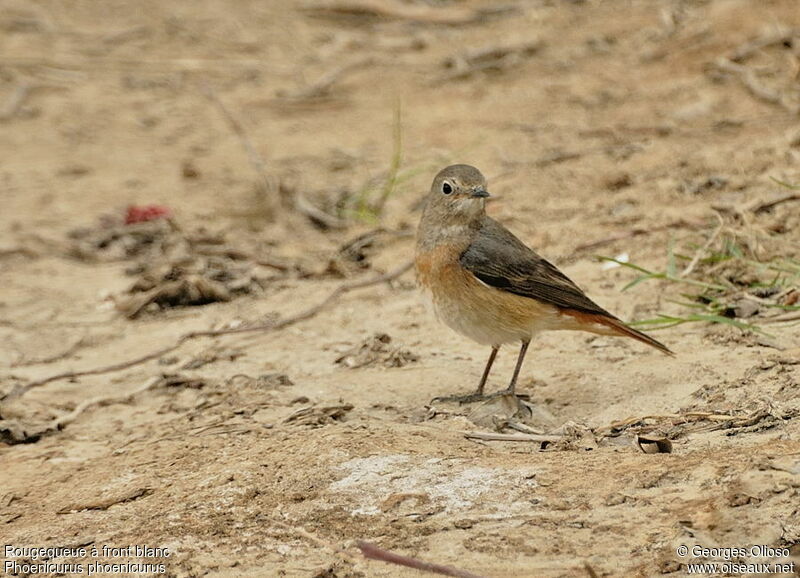 Common Redstart female adult