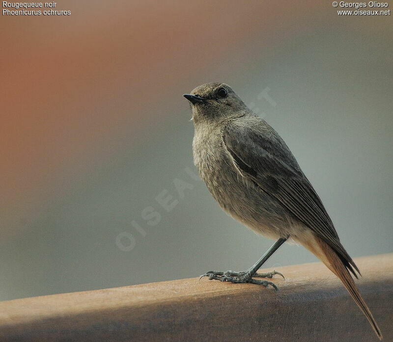 Black Redstart female adult breeding