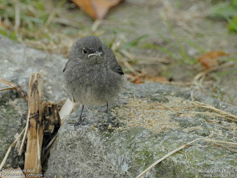 Black RedstartFirst year