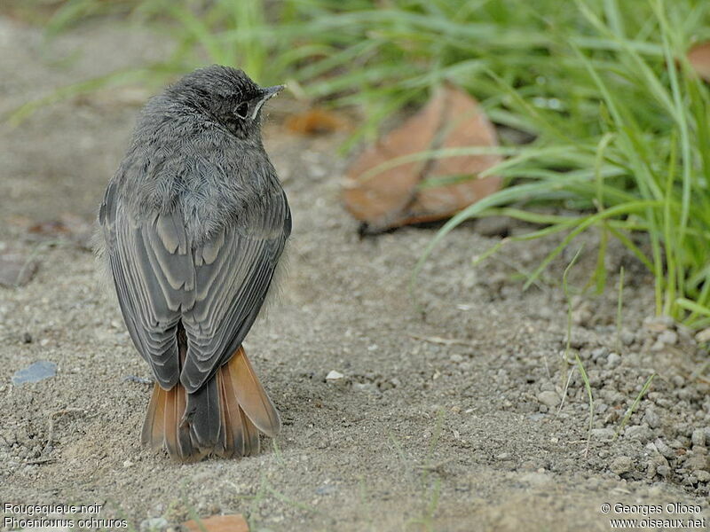 Black RedstartFirst year