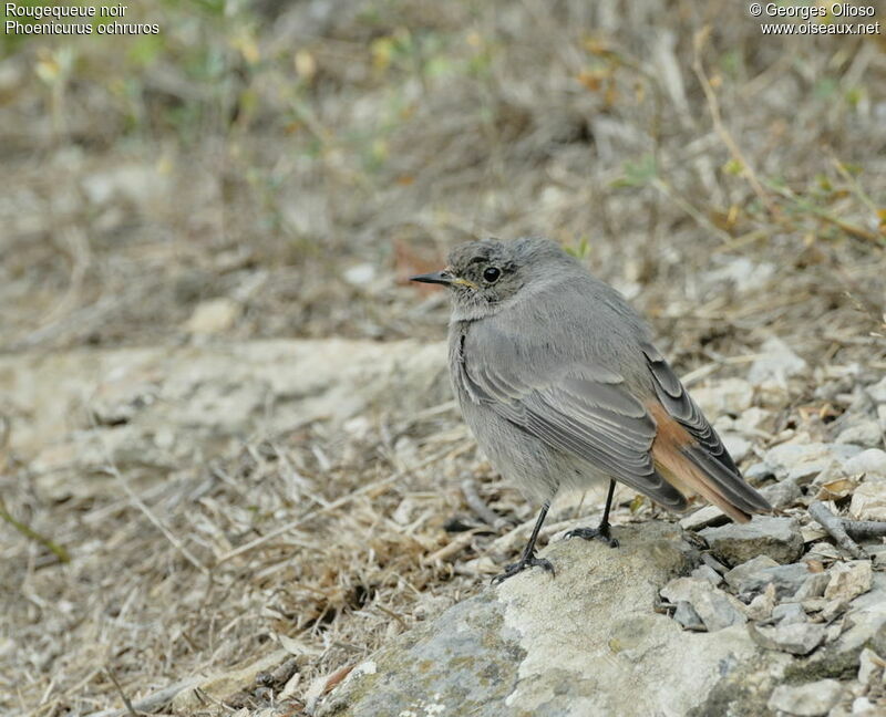 Black RedstartFirst year