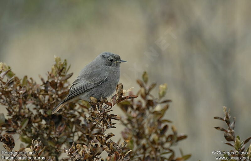 Black RedstartFirst year