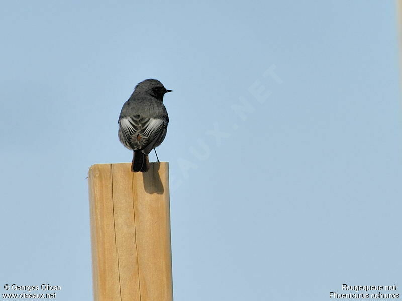 Black Redstart male adult