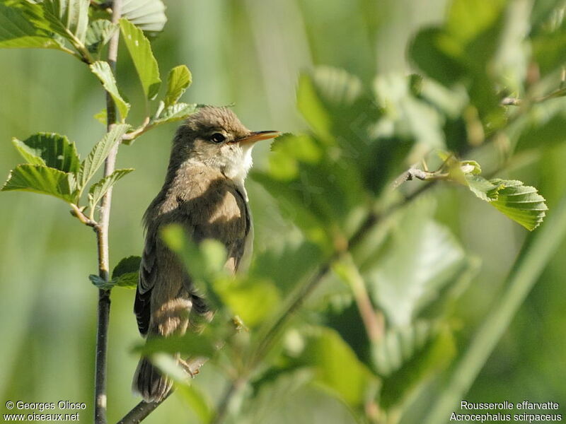 Rousserolle effarvatteadulte nuptial, identification, chant