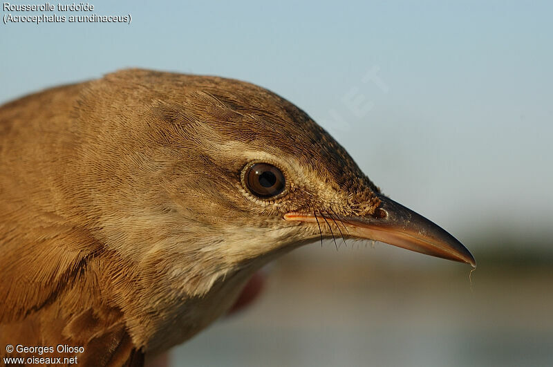 Great Reed Warbler