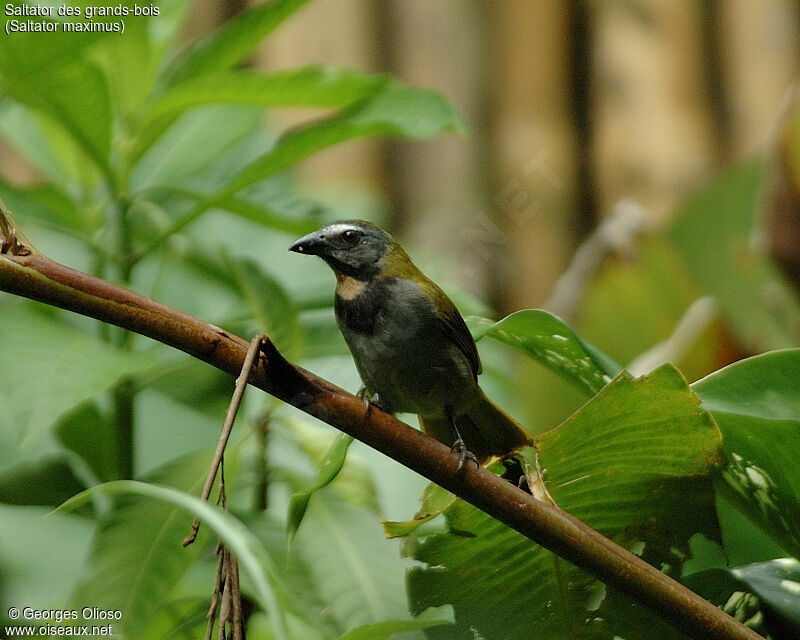 Saltator des grands-bois