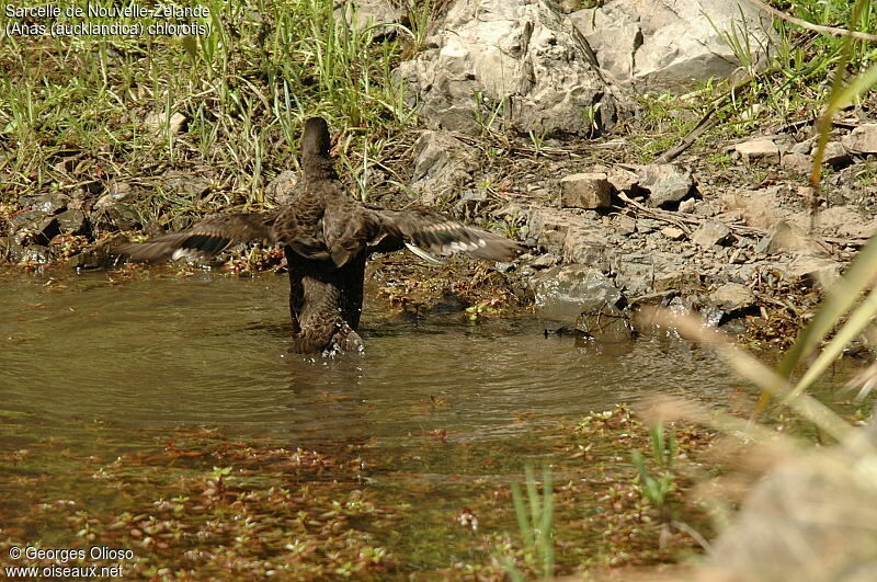 Brown Teal