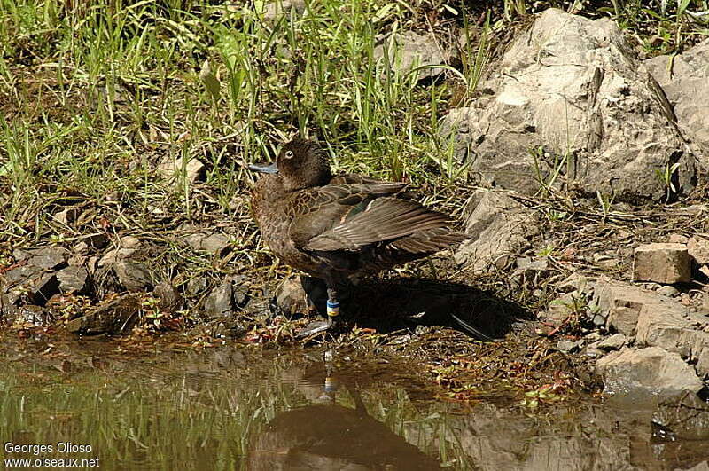 Brown Teal