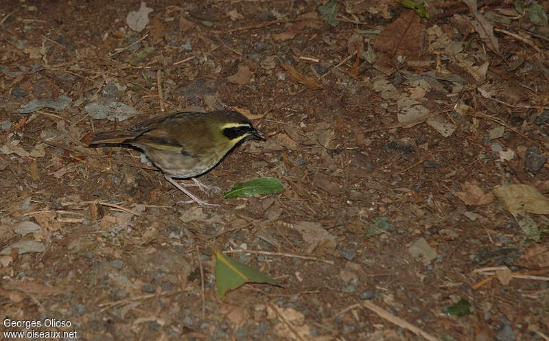 Yellow-throated Scrubwren