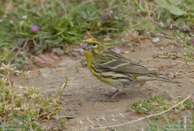 Serin cini mâle adulte nuptial, identification