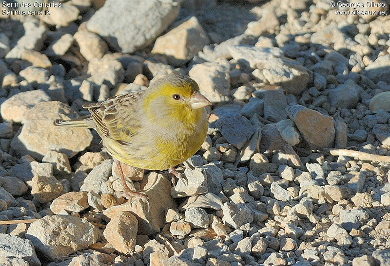 Serin des Canaries mâle adulte internuptial