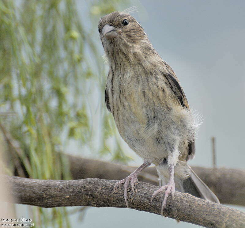 Atlantic Canaryjuvenile, close-up portrait