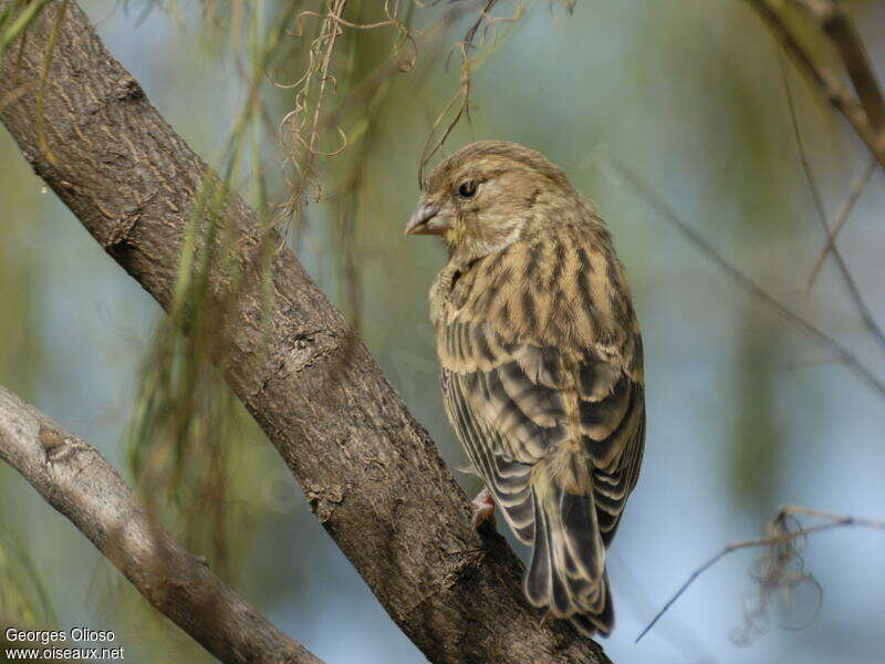 Serin des Canariesjuvénile, pigmentation