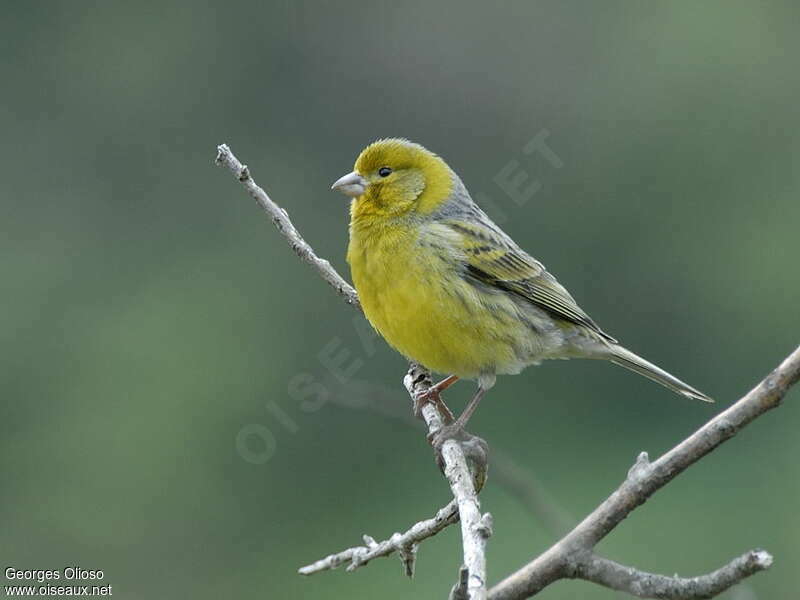 Atlantic Canary male adult breeding, identification