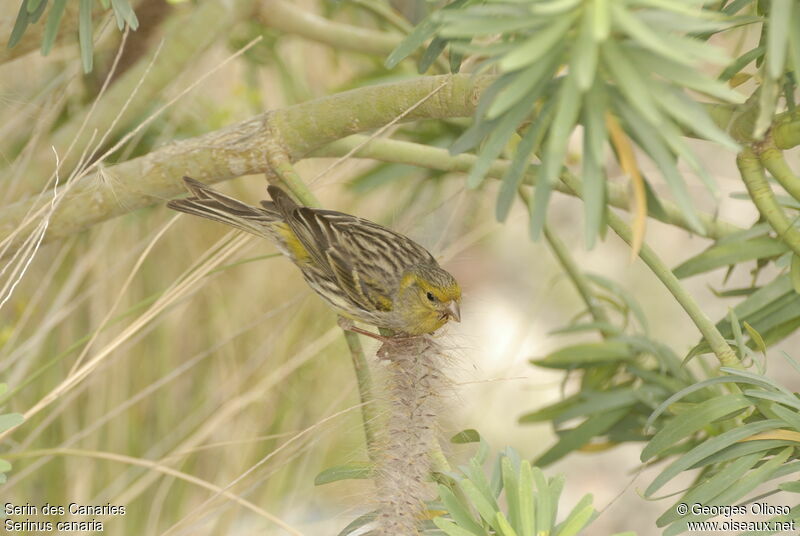 Serin des Canaries femelle adulte nuptial, identification, régime, Comportement