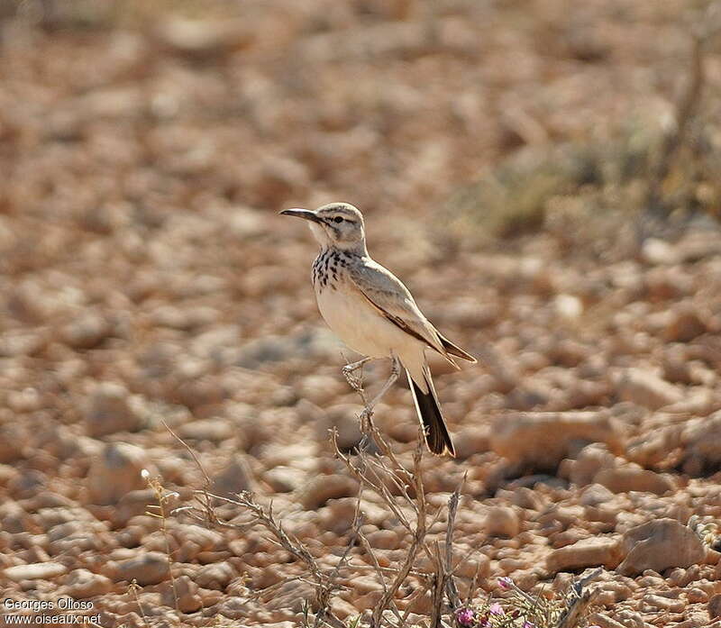 Greater Hoopoe-Lark male adult breeding, identification