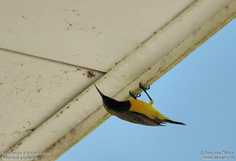 Sahul Sunbird male adult breeding