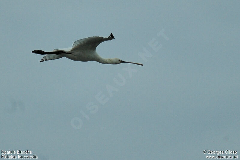 Eurasian Spoonbill