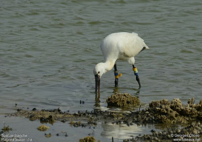 Eurasian Spoonbill, identification, Behaviour