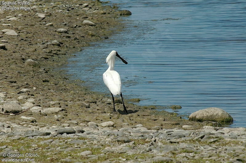 Royal Spoonbill