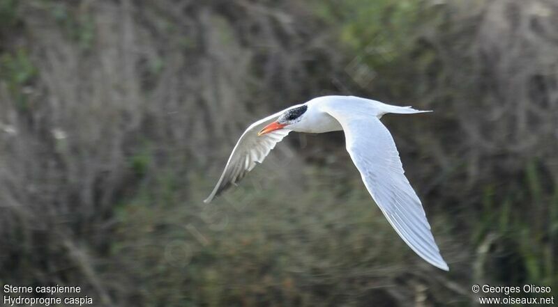 Caspian Ternadult post breeding, Flight