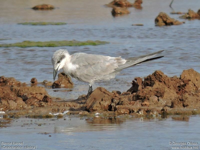 Gull-billed Ternimmature, identification