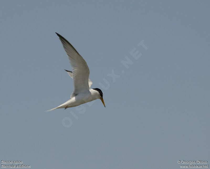 Little Ternadult breeding, Flight